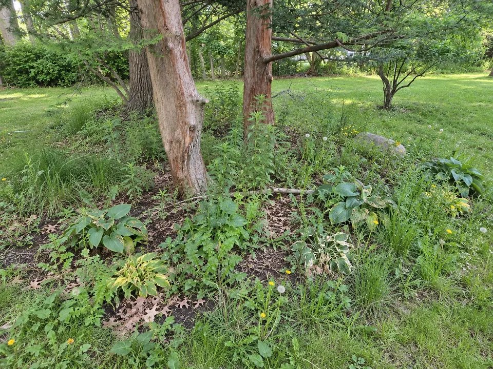 An overgrown bed under two trees, with hostas among weeds and dandelions.